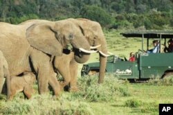 At great cost, some parks in the ‘Albany Hotspot’ have restocked the land with the so-called ‘Big Five’ animals, like these elephants