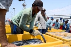 Para nelayan membongkar ikan-ikan hasil tangkapan di pelabuhan di Jakarta, 5 Mei 2019. (Foto: AFP)