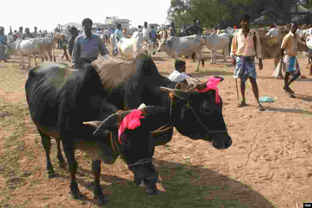Cows are being sold in a rural Eid-ul-Adha special cattle market in West Bengal state. Unlike most parts of the country, there is no ban on slaughter of cows in West Bengal. (Shaikh Azizur Rahman/VOA)