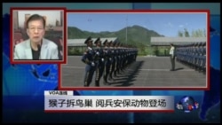 VOA连线：猴子拆鸟巢，阅兵安保动物登场