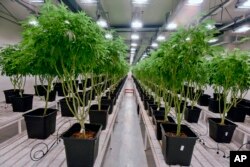 Marijuana plants are grow in a clean room at the Fotmer SA facilities, an enterprise that produces cannabis for medical use, in Montevideo, Uruguay, Jan. 29, 2019.