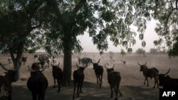 FILE - A herd of oxen crosses the road on the outskirts of Maroua, Cameroon, Feb. 20, 2018.