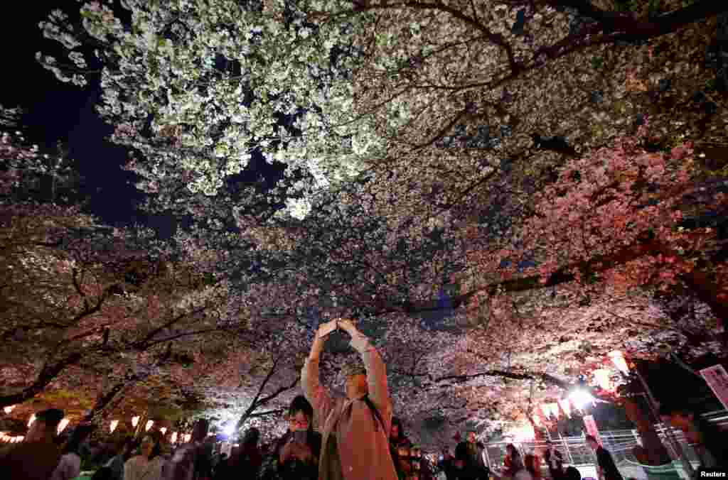 2018年3月29日，东京的上野公园之夜，这里的樱花静悄悄，一位游人在拍照。