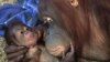 Baby Orangutan Born at Washington's National Zoo