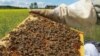 Honeybees Are Disappearing, No One Knows Why 