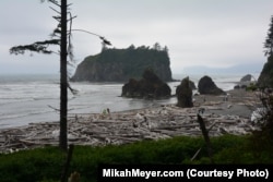 Visitors to the park's beaches are dwarfed by the massive trees that have washed up onto the sand.