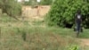 Nurturing Gao Trees, Niger’s Farmers Re-Green the Country