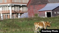 Cerridwen Farm is one of a few college-operated farms in the United States to support working draft animals.. (Courtesy Green Mountain College)