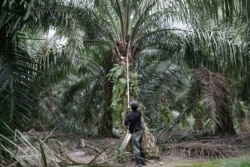 Seorang pekerja memanen buah kelapa sawit di tengah wabah virus cocora di Klang, Malaysia, 15 Juni 2020. (Foto: Reuters)