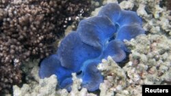 A clam is seen among the corals at the Great Barrier Reef in Great Keppel island, Australia, April 7, 2010.