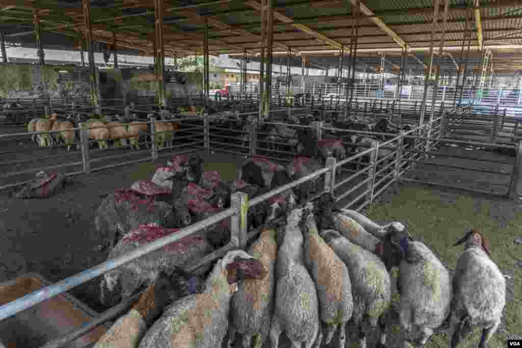 The Egyptian government imported more than 160,000 animals, mainly from Sudan, in an attempt to stabilize meat prices, which normally soar during the holidays, in Cairo on July 17, 2021.