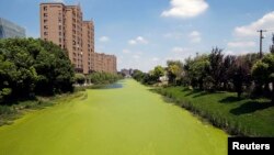 Prekomerno cvetanje algi u reci u Šangaju, 30. jul 2014.