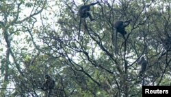 Silvery gibbons (Hylobates moloch), also known as the Javan gibbons, are pictured sitting on a tree in the Petungkriono forest in Pekalongan, Central Java, Indonesia, September 19, 2021. (REUTERS/Stringer)