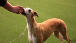 In this Feb. 11, 2019, file photo, Bourbon gets a treat at the Westminster Kennel Club Dog Show in New York. (AP Photo/Peter Hamlin, File)