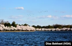 Nearly 1,700 cherry trees line the U.S. capital's Tidal Basin, a scenic spot near many national monuments, and burst into color each spring in a display of floral fireworks. It is a favorite site for tourists.