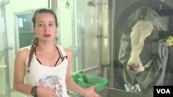 Stefanny Hernandez is an assistant researcher for this study on cows' diets and methane.