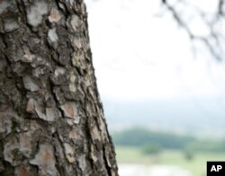 Previous research has shown an array of benefits from taking pine bark extract, but a new study questions that.