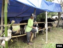 Kebanyakan peternak memilih tetap memelihara sapi mereka.