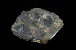 A Late Cretaceous ginkgo leaf fossils from Alaska's North Slope is seen at the National Museum of Natural History in Washington, Friday, June 4, 2021. The Smithsonian is using the ginkgo to study climate change. (AP Photo/Carolyn Kaster)