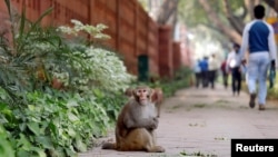 A monkey sits on a pavement outside India's Parliament building in New Delhi, India, November 15, 2018. Picture taken November 15, 2018. REUTERS/Anushree Fadnavis