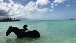 A man is seen in silhouette bathing a horse in Dickenson Bay a month after Hurricane Irma struck the Caribbean island near St. Johns, Antigua and Barbuda, Oct. 6, 2017.