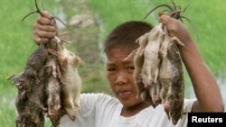 Rats carry many different diseases. The fleas on rats then transmit disease to humans.