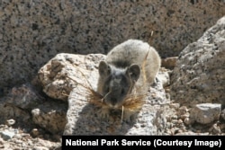 A small pika with grass in its mouth in the high Sierras of Sequoia and Kings Canyon National