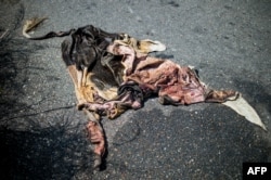A view of a cowhide on the road near a ranch in San Silvestre, Barinas State, Venezuela, Nov. 28, 2018.