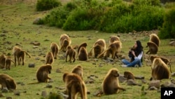 A tourist watches Gelada baboons in the Simien Mountains of Ethiopia.
