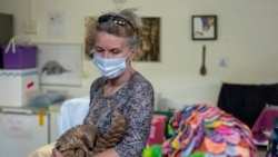 Nicci Wright, a wildlife rehabilitation expert and executive director of the African Pangolin Working Group in South Africa holds a pangolin at a Wildlife Veterinary Hospital in Johannesburg, South Africa, Sunday, Oct. 18, 2020. (AP Photo/Themba Hadebe)