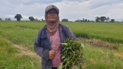 Sumiati Marusin (58) Petani asal desa Toinasa, Kecamatan Pamona Barat, Kabupaten Poso, Sulawesi Tengah. Minggu, (15/11/2020). (Foto: VOA/Yoanes Litha)