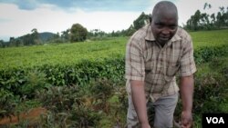 Nelson Kibara grows purple tea bushes alongside green tea on his farm near Kerugoya, Kenya, Oct. 28, 2014. (Hilary Heuler / VOA)