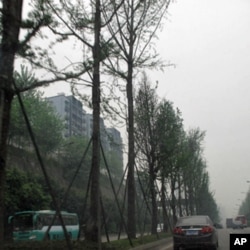 街道两旁的银杏树