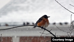 An American robin, known for its warm orange breast and cheery singing, sits in a tree as snow falls in Fairfax, Virginia. (Diaa Bekheet/VOA)