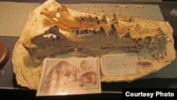 Archaeotherium Jaw Nearly Finished (NPS/Larry McAfee)