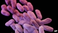 FILE - This illustration released by the Centers for Disease Control and Prevention shows a group of antibiotic-resistant bacteria.