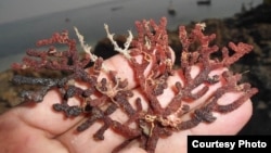 Acabaria Delicatula found on Zalzala island in Pakistan, Nov. 22, 2013 (WWF's Abdul Rahim for VOA).