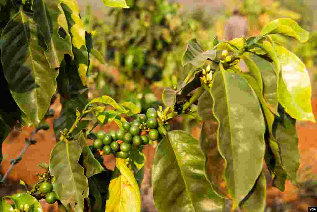 Coffee beans on the coffee trees in Mr. Bou Sopheap&#39;s plantation in Mondulkiri province on March 11th, 2015. Mondulkiri province is the largest province in Cambodia covered with forest but have least population with most are Bunong minority.