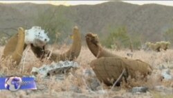 კლიმატური ცვლიელებების გავლენა ეკონომიკაზე