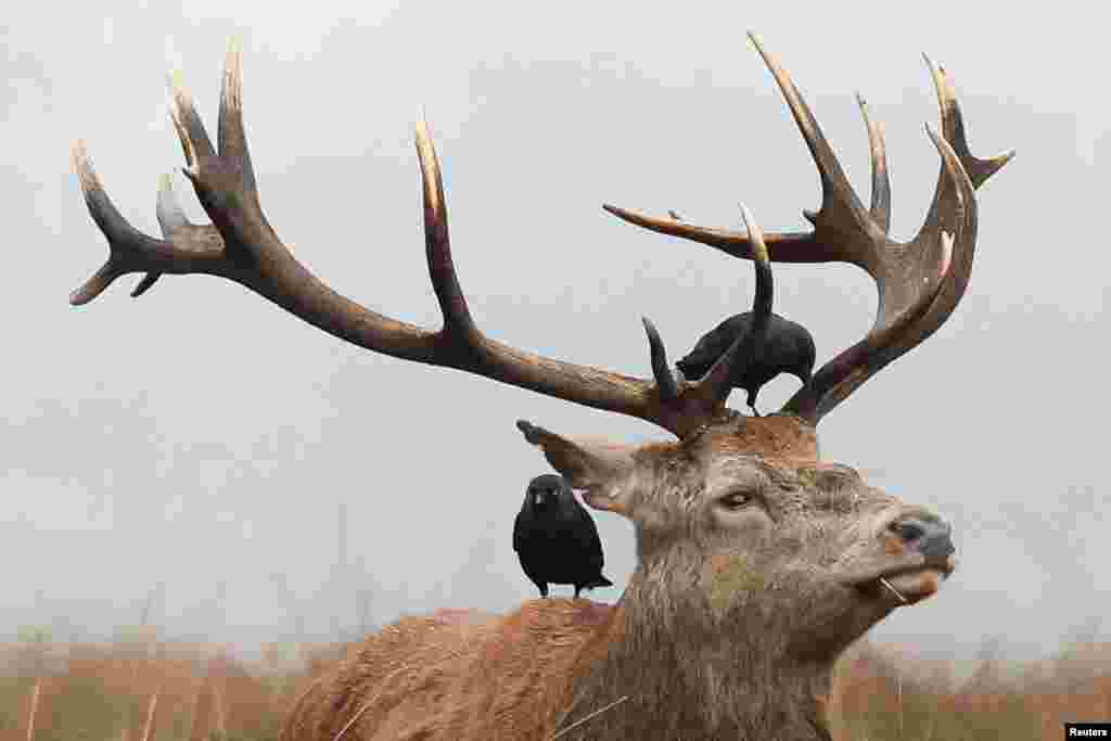 Birds perch on a deer in Richmond Park during foggy weather in London.