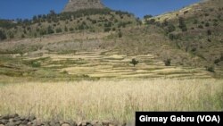 ራያ ቢራ ፋብሪካ ላካባቢው ገበሬዎች የቤት እንስሳት መኖ በማቅረብ ላይ መሆኑ ግርማይ ገብሩ የላካቸው የፎቶ መድብል 