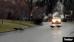 Wild turkeys are seen crossing a street in Teaneck, NJ, in this photo tweeted by New Jersey News.