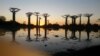 Des baobab de Morondava, Madagascar, le 12 juillet 2015 (VOA/Solange Nyamulisa)