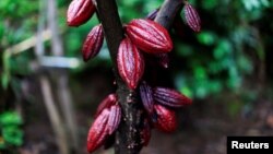 FILE - A cocoa tree with cocoa fruits is seen at El Carmen Estate in Jayaque, El Salvador July 20, 2016.