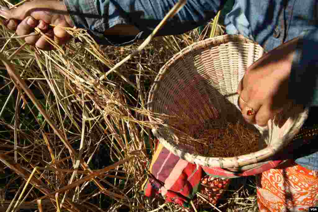 កសិករ​ជា​ជន​ជាតិ​ដើម​ភាគ​តិច​ម្នាក់​កំពុង​បូត​ស្រូវ​ នៅ​ក្នុង​ចំការ​របស់​ពួក​គេ​នៅ​​លើ​ភ្នំ ក្នុង​ភូមិ​តាណង​ ស្រុក​អណ្តូង​មាស​ ​ខេត្ត​រតនគិរី ថ្ងៃ​ទី​១ ខែ​ធ្នូ​ ឆ្នាំ​២០១៥​។ ស្រូវ​របស់​ពួក​គេ​មាន​ការ​ខូច​ខាត​ច្រើន​ ដោយ​សារ​ការ​ស្កក​ស្រូវ ព្រោះ​តែ​កង្វះ​ទឹក​ភ្លៀង។​ ទិន្នផល​ស្រូវ​ដែល​ប្រមូល​បាន​គឺ​តិច​ជាង​១​ភាគ​៣​នៃ​ស្រូវ​ទាំង​អស់។​ (នូវ​ ពៅ​លក្ខិណា/VOA)