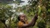 Land Shares Help Farmers in Central Africa Plant Peace