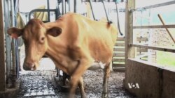 หุ่นยนต์รีดนมวัว: อนาคตของฟาร์มโคนม