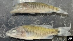 Young smallmouth bass sit at a National Park Service laboratory near Page, Arizona July 1, 2022. (Jeff Arnold/National Park Service via AP)