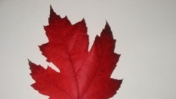 Quiz - The Last Leaf