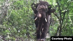 FILE - An elephant roams through the jungle at a wildlife sanctuary in Myanmar’s northern Karen state. At least 17 of the 31 species found there are considered near threatened, vulnerable or endangered, a study has found. (Photo - Karen Wildlife Conservation Initiative)